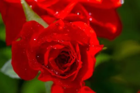Red rose with drops after rain. Macro photo of a flower with dew drops. Stock Photos