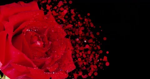 Red rose with drops and disintegration effect particles on black background Stock Footage 73003921