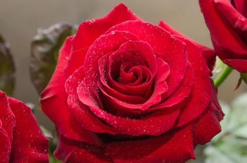 Red rose with drops of dew on light background. Stock Photos