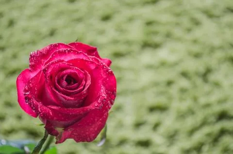 Red rose with drops of dew on light background. Stock Photos