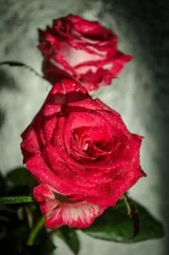 Red rose with drops of dew on light background. Stock Photos