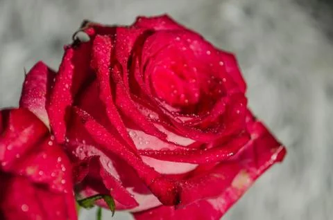 Red rose with drops of dew on light background. Stock Photos