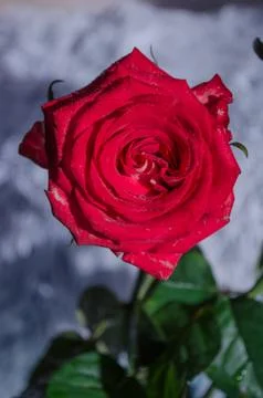 Red rose with drops of dew on light background. Stock Photos