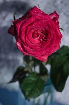 Red rose with drops of dew on light background. Stock Photos