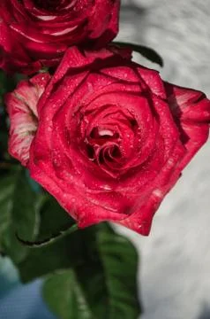Red rose with drops of dew on light background. Stock Photos
