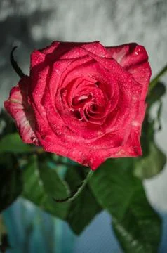 Red rose with drops of dew on light background. Stock Photos