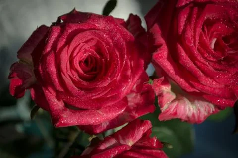 Red rose with drops of dew on light background. Stock Photos