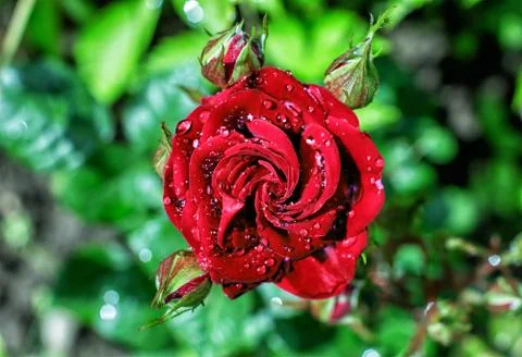 Red rose in drops of dew Stock Photos