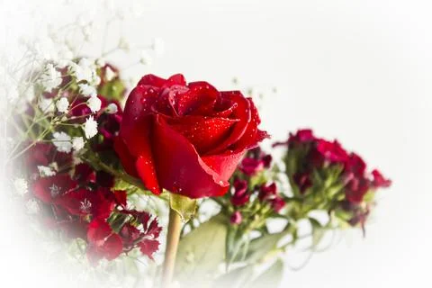 A red rose with drops in mist effect on white background Foto stock