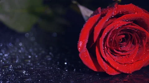 Red rose in drops of water in the rays of light lies. Stock Footage 102649054