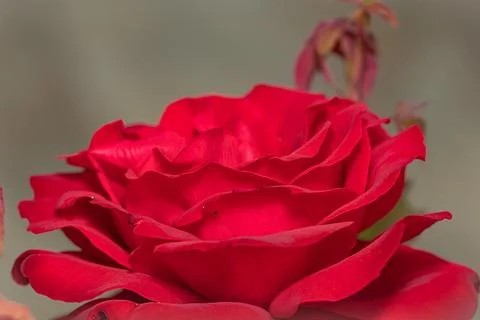 Red Rose Elegance: A Captivating Close-Up of a Stunning Scarlet Bloom, a Sy.. Stock Photos
