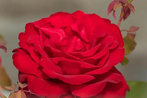 Red Rose Elegance: A Captivating Close-Up of a Stunning Scarlet Bloom, a Sy.. Foto stock