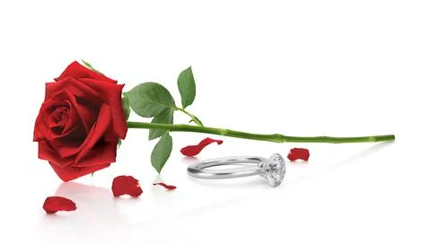 Red rose with elegant diamond ring on white background Stock Photos