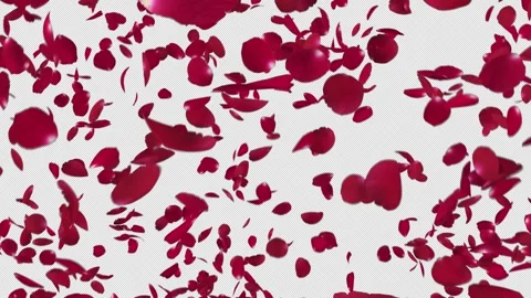 Red Rose Explosion on Alpha Stock Footage 242467478