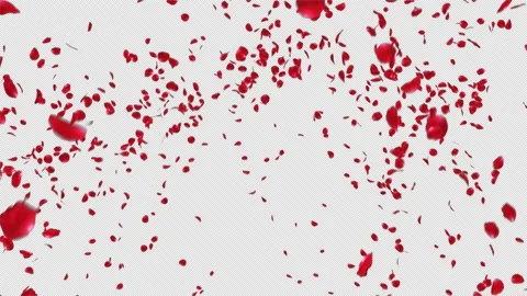 Red Rose Explosion Stock Footage