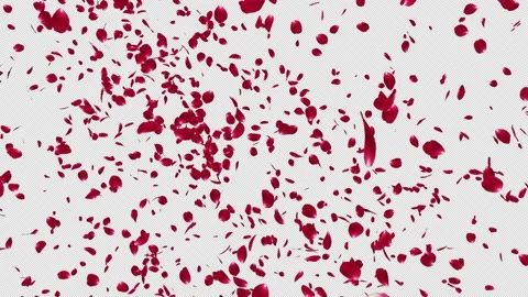 Red Rose Explosion 스톡 동영상 154631670