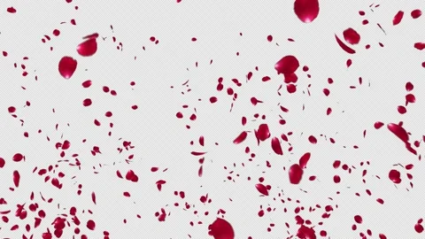 Red Rose Explosion Stock Footage 154631776