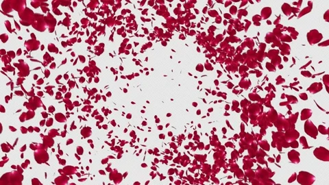 Red Rose Explosion Stock Footage