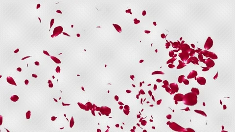 Red Rose Explosion Stock Footage 154632066
