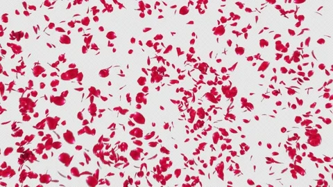 Red Rose Explosion Stock Footage 158913516