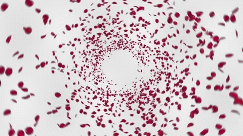 Red Rose Explosion Stock Footage 240924759