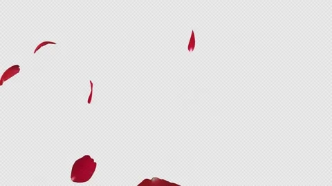 Red Rose Fall on Alpha Stock Footage 266397251