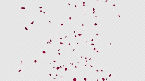 Red Rose Fall Loop on Alpha Stock Footage 253253380