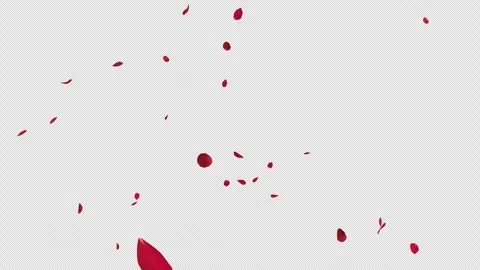 Red Rose Fall loop on Alpha Stock Footage 278571126