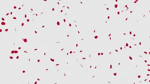 Red Rose Fall Loop Stock Footage 166219611