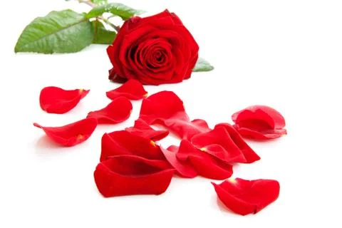 Red rose with fallen leaves Foto stock