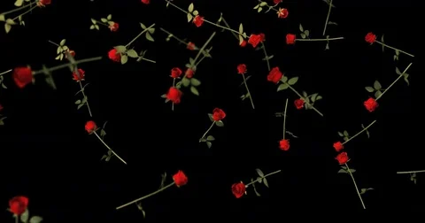 Red rose falling - black background Video stock 83107331
