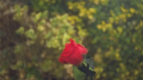 Red Rose falling cinematic slow motion 4k Video stock 152096337