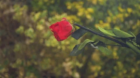 Red Rose falling cinematic slow motion 4k Stockbeeldmateriaal 152096416