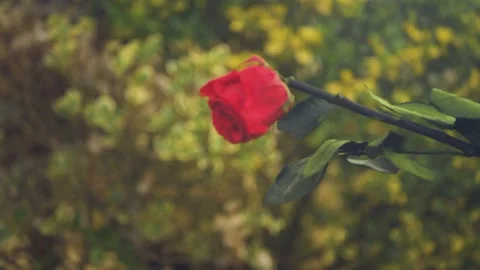 Red Rose falling cinematic slow motion 4k Stockbeeldmateriaal 152096495