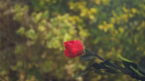 Red Rose falling cinematic slow motion 4k Video stock 152096558