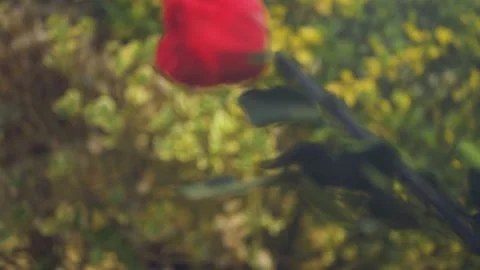 Red Rose falling cinematic slow motion 4k Stock Footage 152096606