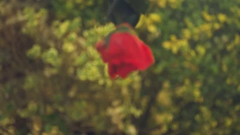 Red Rose falling cinematic slow motion 4k Video stock 152096656