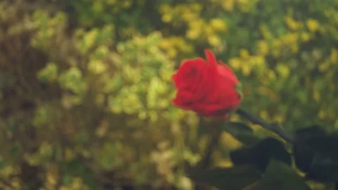 Red Rose falling cinematic slow motion 4k Video stock 152096707