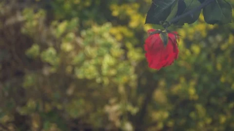 Red Rose falling cinematic slow motion 4k Stockbeeldmateriaal 152096775
