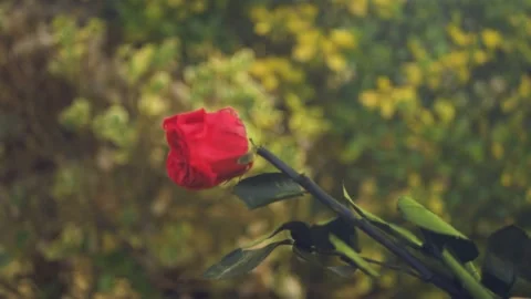 Red Rose falling cinematic slow motion 4k Stockbeeldmateriaal 152096847