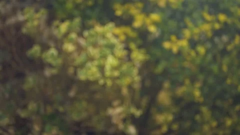 Red Rose falling cinematic slow motion 4k Stockbeeldmateriaal 152096875