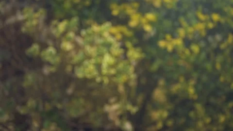 Red Rose falling cinematic slow motion 4k Stockbeeldmateriaal 152096906