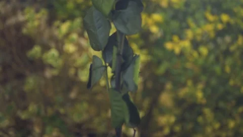 Red Rose falling cinematic slow motion 4k Stockbeeldmateriaal 152096936
