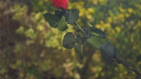 Red Rose falling cinematic slow motion 4k Stockbeeldmateriaal 152096985