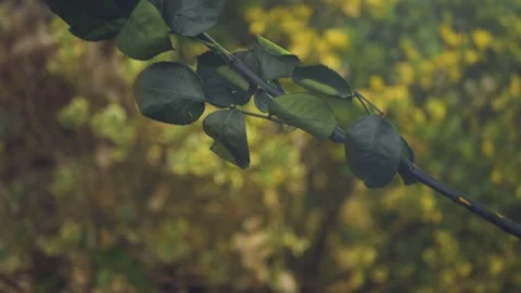 Red Rose falling cinematic slow motion 4k Stockbeeldmateriaal 152097018
