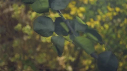 Red Rose falling cinematic slow motion 4k Stockbeeldmateriaal 152097070