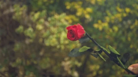 Red Rose falling cinematic slow motion 4k Stockbeeldmateriaal 152097152