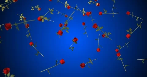 Red rose falling Stock Footage 88161250