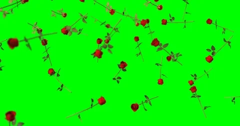 Red rose falling Stockbeeldmateriaal 88161538