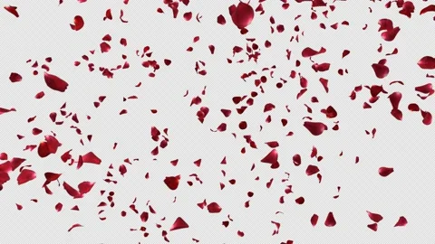 Red Rose Falling Stock Footage 146569158